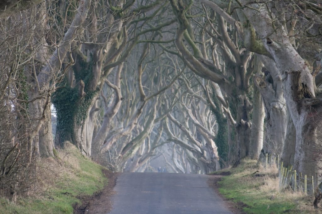 Dark Hedges - Le tunnel d'arbres de Game of Thrones dark hedges tunnel d arbres de game of thrones 8 treetunnel