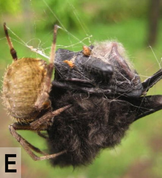 Ces araignées mangeuses de chauve-souris des araignees mangeuses de chauve souris 5 des-araignées-mangeuses-de-chauve-souris-5