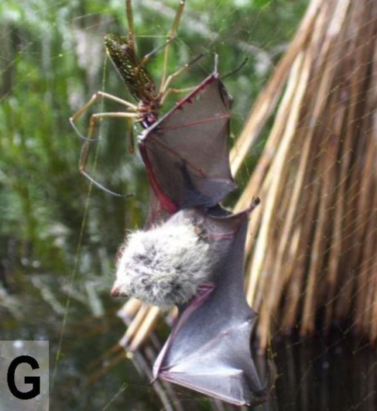 Ces araignées mangeuses de chauve-souris des araignees mangeuses de chauve souris 6 des-araignées-mangeuses-de-chauve-souris-6