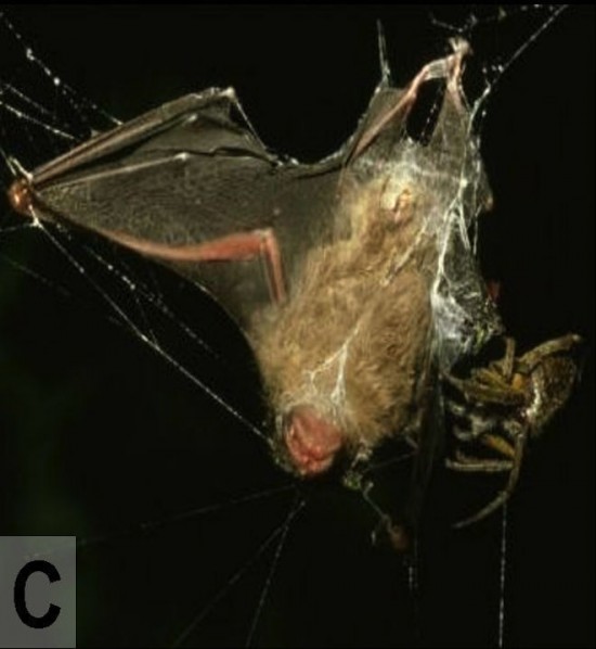 Ces araignées mangeuses de chauve-souris des araignees mangeuses de chauve souris 7 des-araignees-mangeuses-de-chauve-souris-7