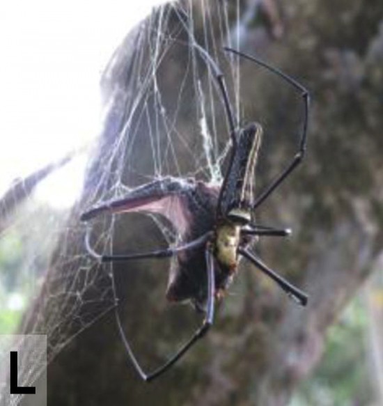 Ces araignées mangeuses de chauve-souris des araignees mangeuses de chauve souris 8 des-araignées-mangeuses-de-chauve-souris-8