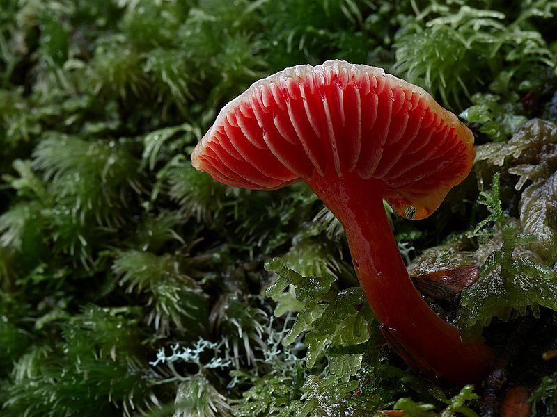 de fantastiques photos de champignons colorés fantastiques photos de champignons colores 11 fantastiques-photos-de-champignons-colores-11