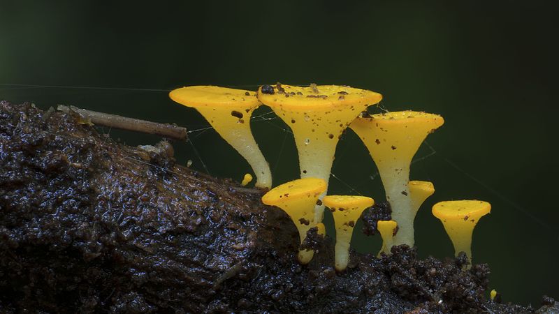 de fantastiques photos de champignons colorés fantastiques photos de champignons colores 2 fantastiques-photos-de-champignons-colores-2