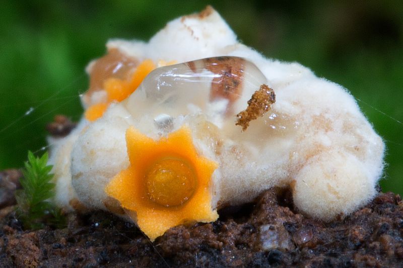 de fantastiques photos de champignons colorés fantastiques photos de champignons colores 5 fantastiques-photos-de-champignons-colores-5