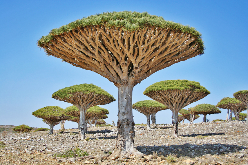 16 paysages bizarres surréalistes et pourtant réels les arbres au sang du dragon socotra yemen les-arbres-au-sang-du-dragon-socotra-yemen