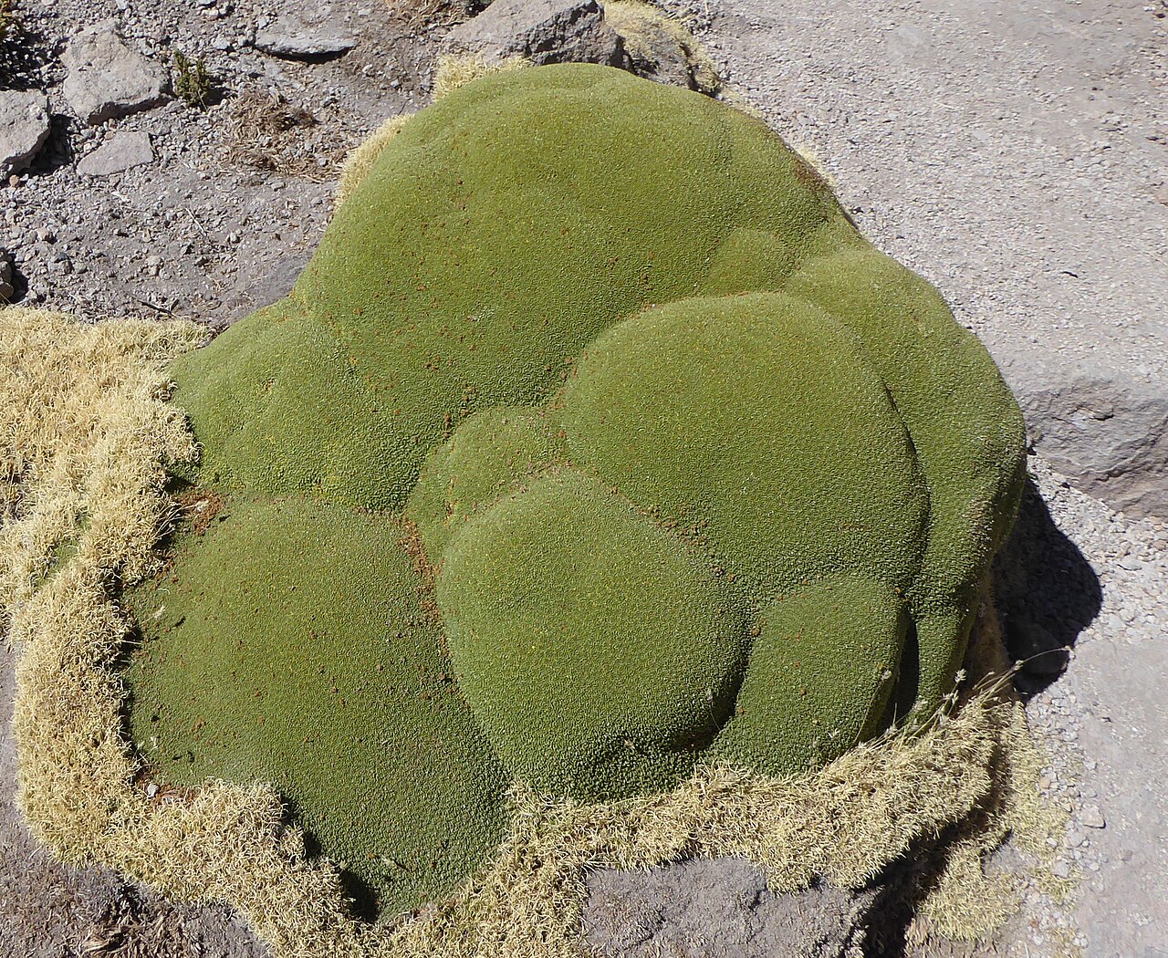 Yareta Azorella compacta formant un coussin compact dans les Andes Yareta Azorella compacta formant un coussin compact dans les Andes