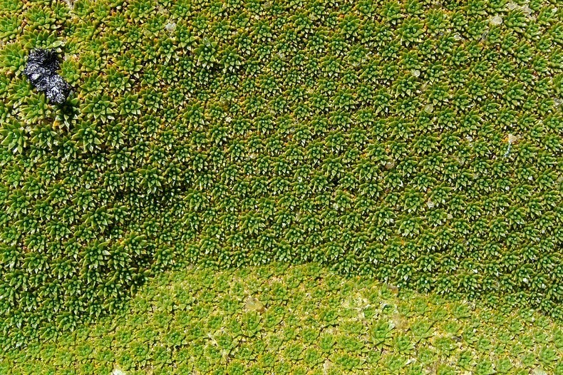 Yareta, une plante qui vit plusieurs milliers d'années yareta des plantes qui vivent plusieurs milliers d annees andes 10 yareta-des-plantes-qui-vivent-plusieurs-milliers-d-annees-andes-10