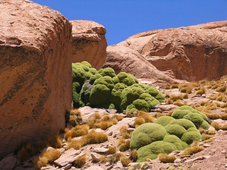 Yareta, une plante qui vit plusieurs milliers d'années yareta des plantes qui vivent plusieurs milliers d annees andes 2 yareta-des-plantes-qui-vivent-plusieurs-milliers-d-annees-andes-2