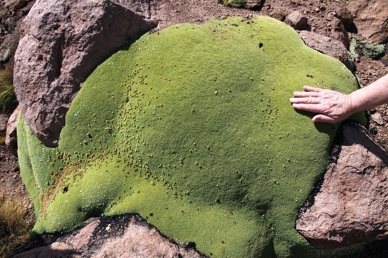 Yareta, une plante qui vit plusieurs milliers d'années yareta des plantes qui vivent plusieurs milliers d annees andes 8 yareta-des-plantes-qui-vivent-plusieurs-milliers-d-annees-andes-8