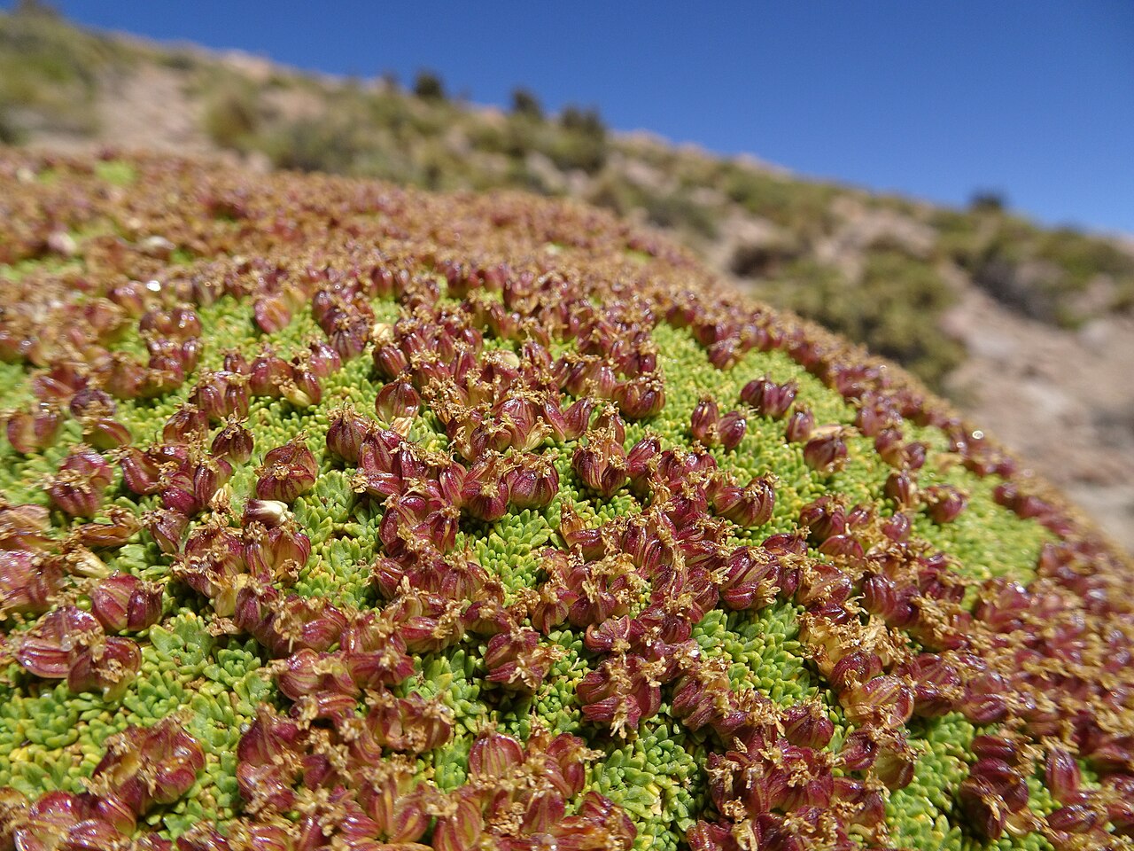 Yareta Azorella compacta en fructification à Potosí en Bolivie Yareta Azorella compacta en fructification à Potosí en Bolivie