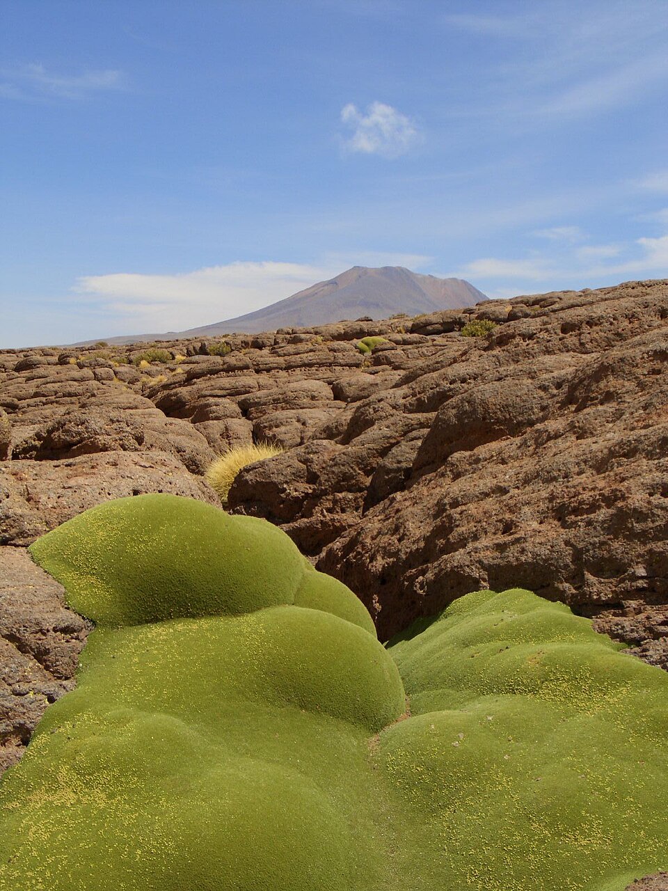 Yareta Azorella compacta près du Salar de Uyuni en Bolivie Yareta Azorella compacta près du Salar de Uyuni en Bolivie