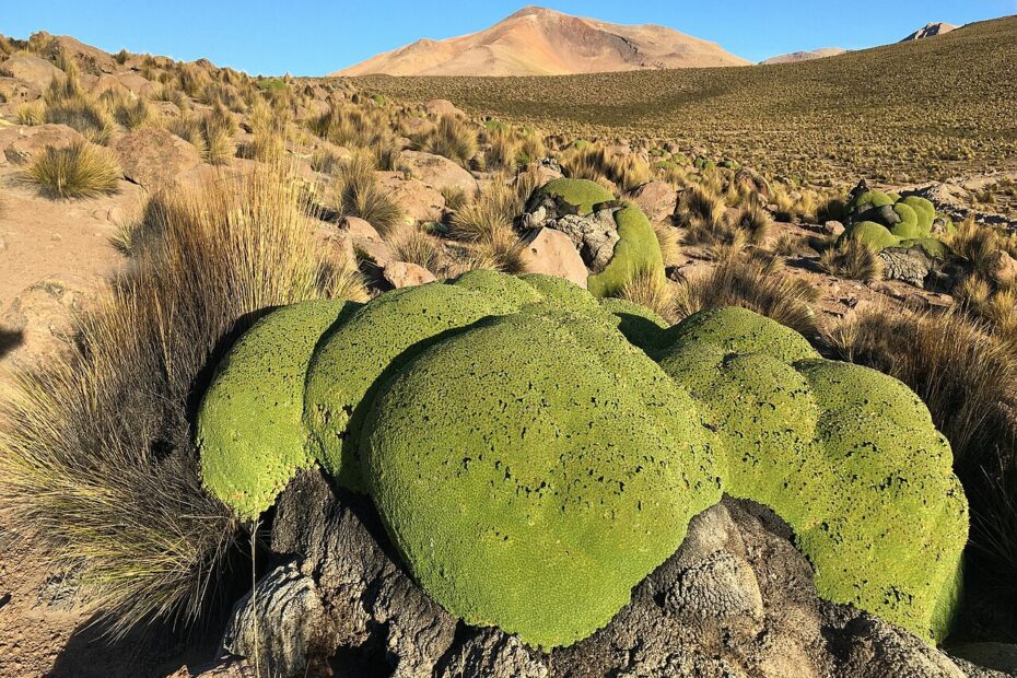 Yareta : la plante des Andes qui peut vivre plusieurs milliers d’années yareta tarapaca chili Yareta Azorella compacta dans les hautes Andes de Tarapacá au Chili