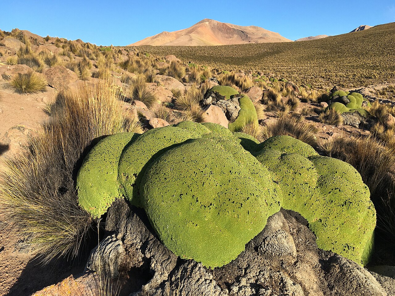yareta tarapaca chili Yareta Azorella compacta dans les hautes Andes de Tarapacá au Chili