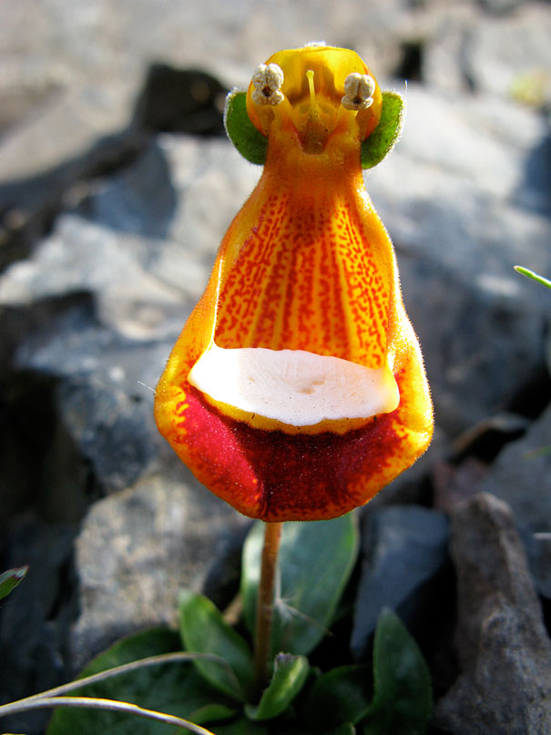 17 fleurs qui ressemblent à autre chose 17 fleurs qui ressemblent a autre chose Calceolaria Uniflora alien 1 17-fleurs-qui-ressemblent-a-autre-chose-Calceolaria-Uniflora-alien-1