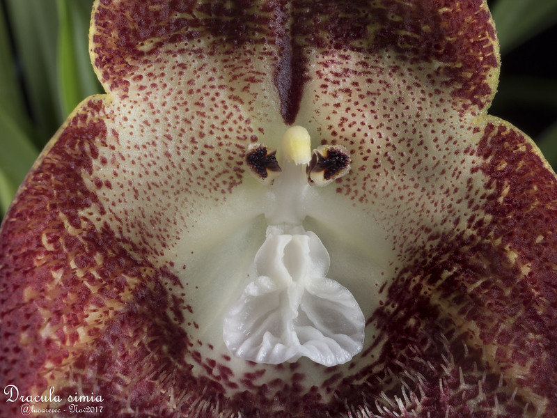 17 fleurs qui ressemblent à autre chose 17 fleurs qui ressemblent a autre chose Dracula Simia orchidee a face de singe 1 17-fleurs-qui-ressemblent-a-autre-chose-Dracula-Simia-orchidee-a-face-de-singe-1