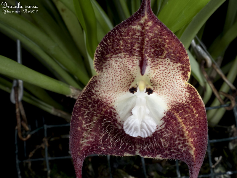 17 fleurs qui ressemblent à autre chose 17 fleurs qui ressemblent a autre chose Dracula Simia orchidee a face de singe 2 17-fleurs-qui-ressemblent-a-autre-chose-Dracula-Simia-orchidee-a-face-de-singe-2