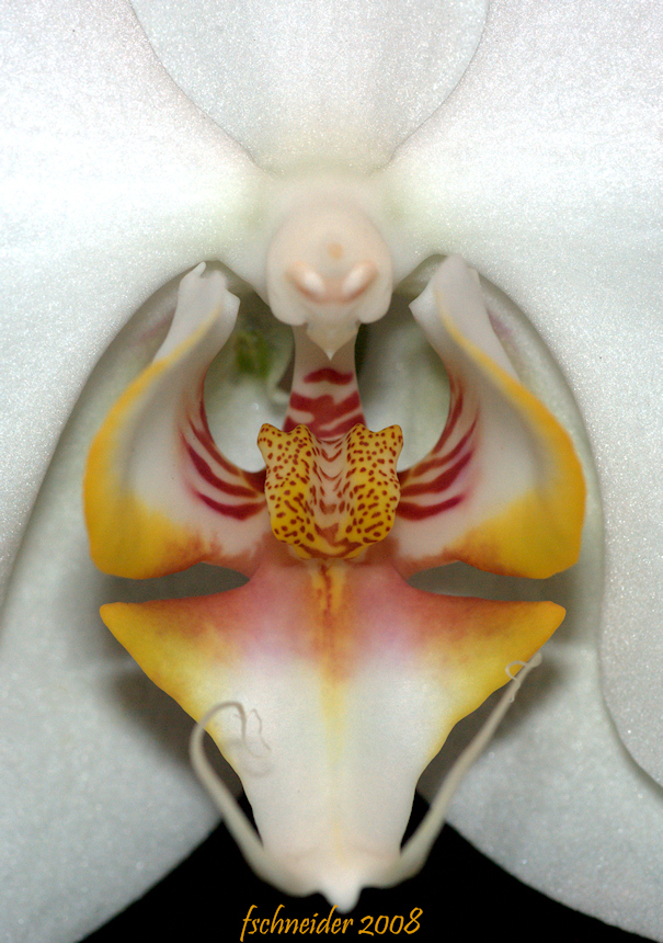 17 fleurs qui ressemblent à autre chose 17 fleurs qui ressemblent a autre chose Phalaenopsis orchidee papillon 2 17-fleurs-qui-ressemblent-a-autre-chose-Phalaenopsis-orchidee-papillon-2