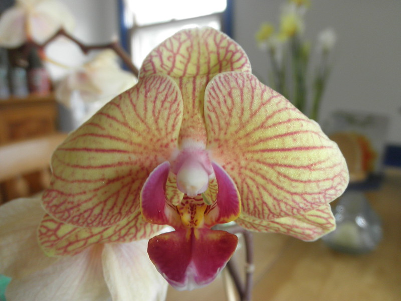 17 fleurs qui ressemblent à autre chose 17 fleurs qui ressemblent a autre chose Phalaenopsis orchidee papillon 3 17-fleurs-qui-ressemblent-a-autre-chose-Phalaenopsis-orchidee-papillon-3