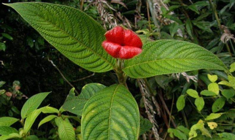 17 fleurs qui ressemblent à autre chose 17 fleurs qui ressemblent a autre chose Psychotria Elata fleur aux levres pulpeuses 17-fleurs-qui-ressemblent-a-autre-chose-Psychotria-Elata-fleur-aux-levres-pulpeuses