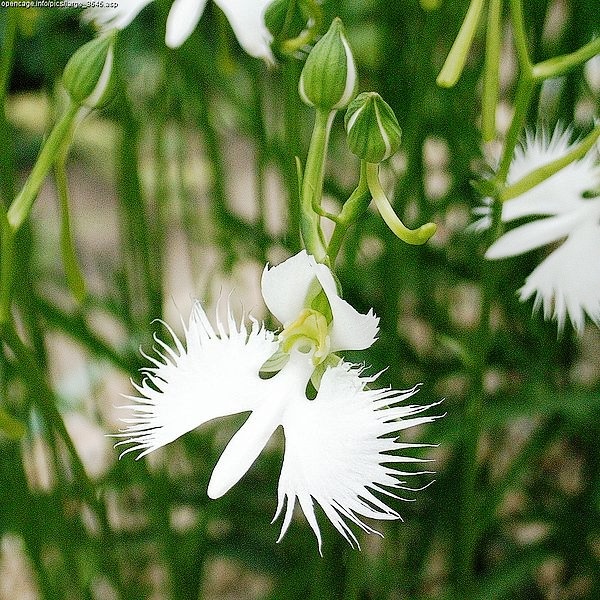 17 fleurs qui ressemblent à autre chose 17 fleurs qui ressemblent a autre chose anguloa Habenaria Radiata orchidee aigrette 1 17-fleurs-qui-ressemblent-a-autre-chose-anguloa-Habenaria-Radiata-orchidee-aigrette-1