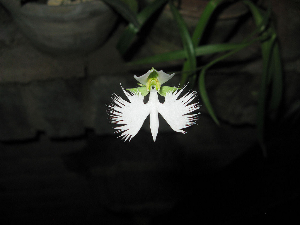 17 fleurs qui ressemblent à autre chose 17 fleurs qui ressemblent a autre chose anguloa Habenaria Radiata orchidee aigrette 2 17-fleurs-qui-ressemblent-a-autre-chose-anguloa-Habenaria-Radiata-orchidee-aigrette-2