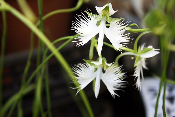 17 fleurs qui ressemblent à autre chose 17 fleurs qui ressemblent a autre chose anguloa Habenaria Radiata orchidee aigrette 3 17-fleurs-qui-ressemblent-a-autre-chose-anguloa-Habenaria-Radiata-orchidee-aigrette-3