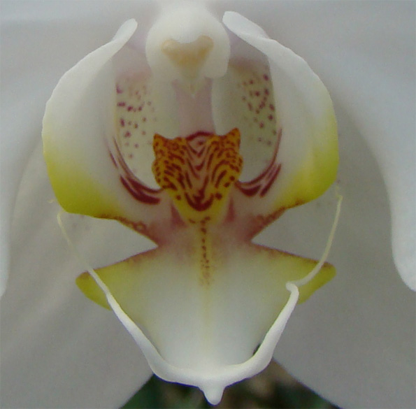 17 fleurs qui ressemblent à autre chose 17 fleurs qui ressemblent a autre chose orchidee tigre 17-fleurs-qui-ressemblent-a-autre-chose-orchidee-tigre