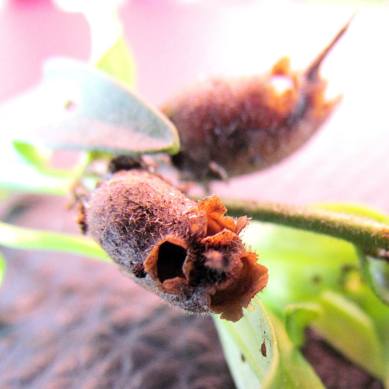 Capsule de muflier ressemblant à un crâne Capsule sèche d’Antirrhinum majus ressemblant à une petite tête de mort