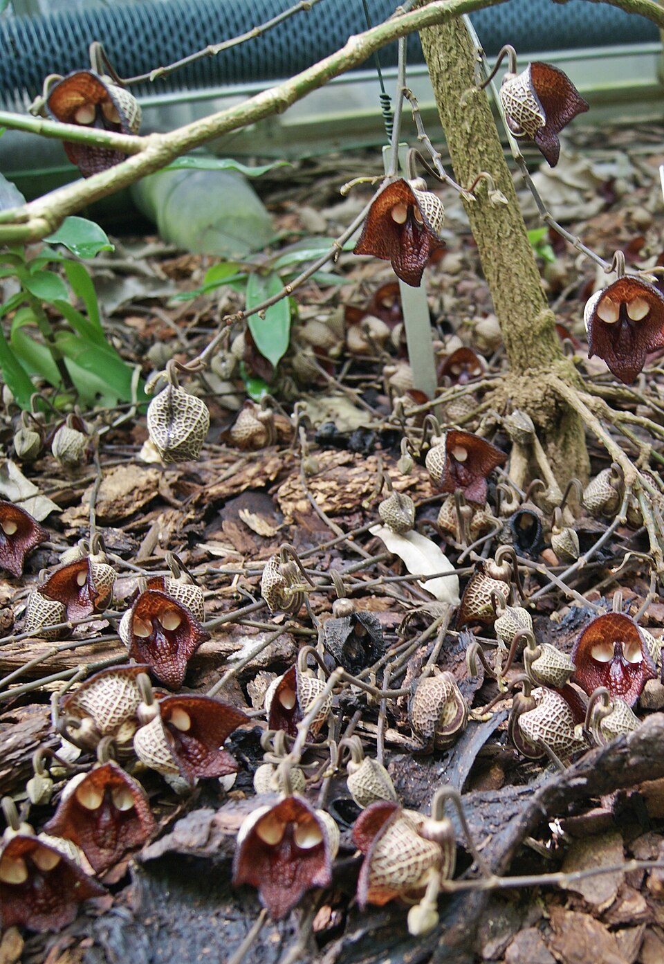 Fleur d’Aristolochia salvadorensis Gros plan sur une fleur sombre d’Aristolochia salvadorensis