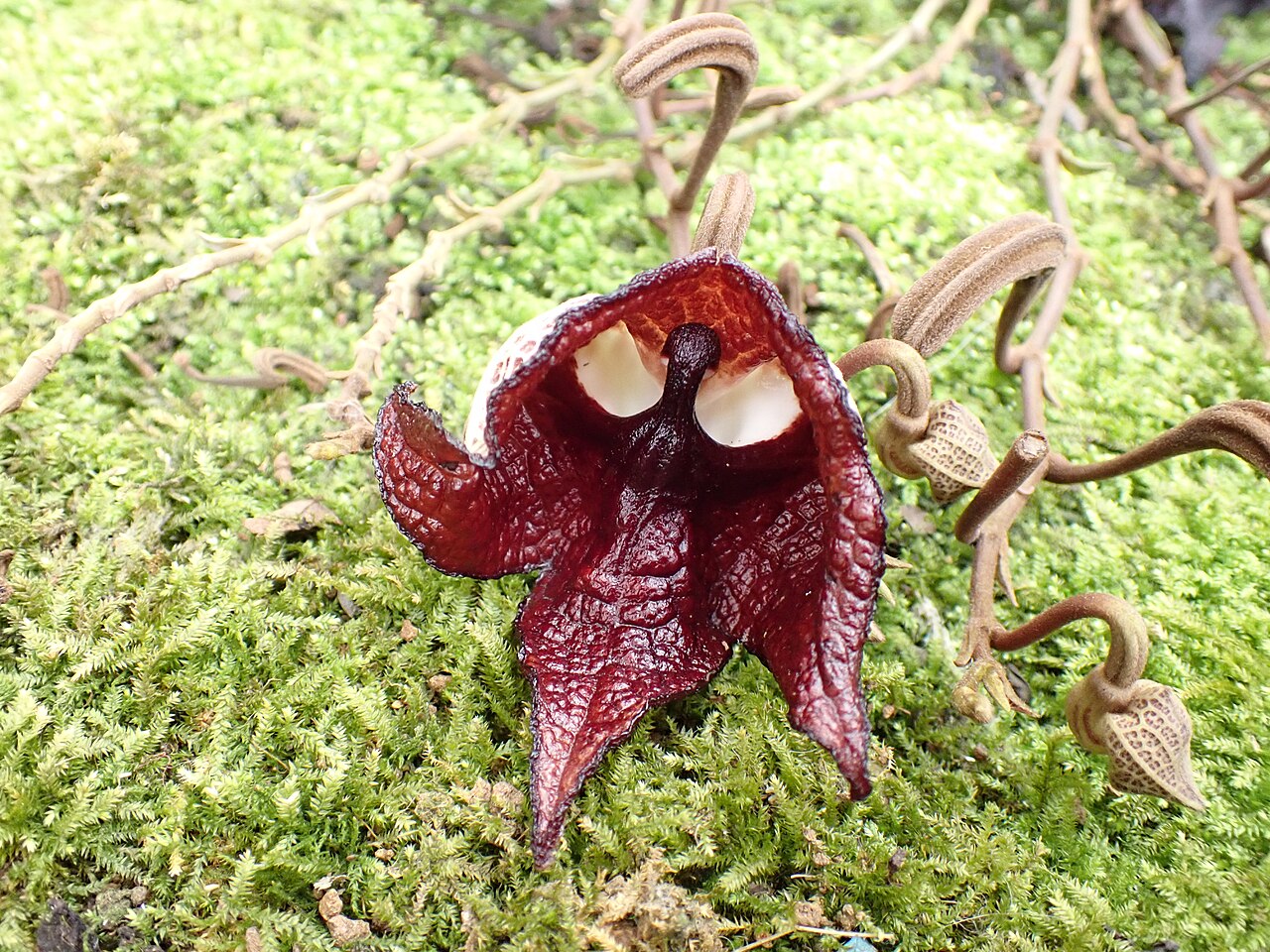 Aristolochia salvadorensis, la fleur Dark Vador Aristolochia salvadorensis dont la fleur évoque le masque de Dark Vador