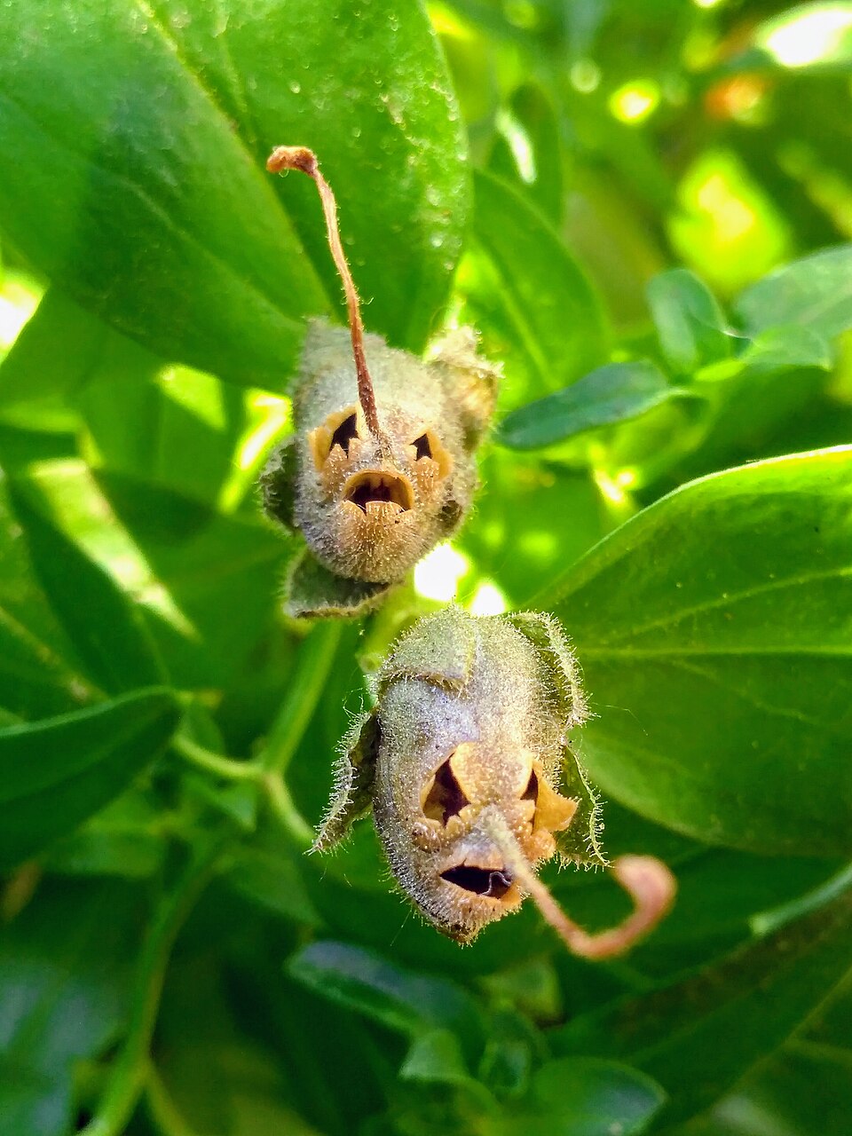Capsules de graines de muflier Capsules de graines d’Antirrhinum majus évoquant de petits crânes