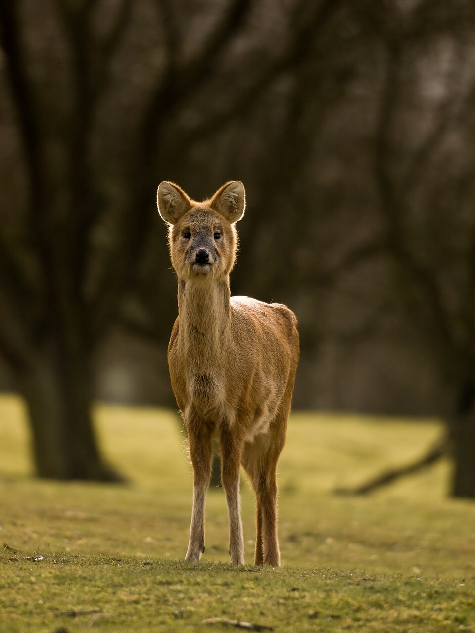 Cerf d'eau mâle montrant ses longues canines de vampire Cerf d'eau mâle montrant ses longues canines de vampire