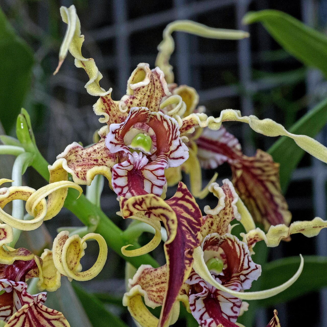 Dendrobium spectabile, orchidée aux formes étranges Fleur de Dendrobium spectabile aux pétales torsadés évoquant une étrange créature