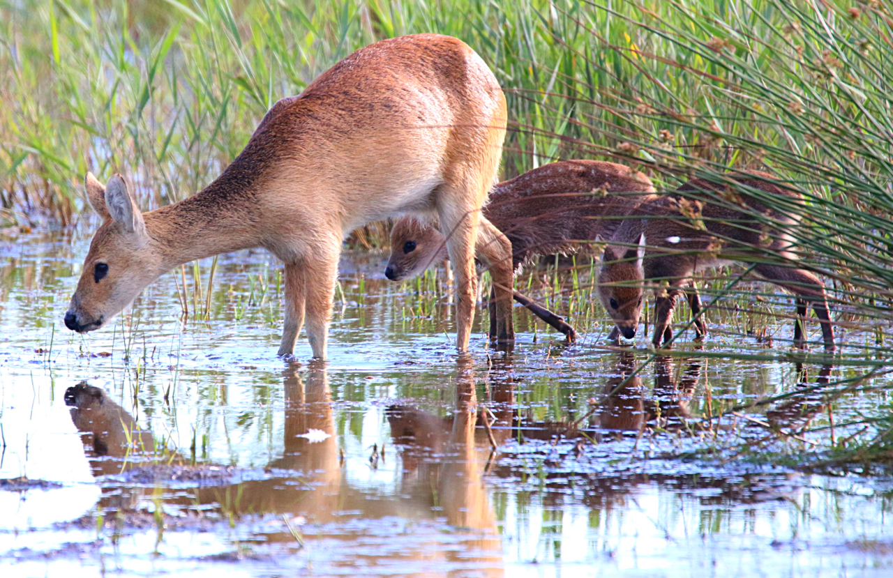 Femelle hydropote ou biche vampire avec deux faons Femelle hydropote ou biche vampire avec deux faons