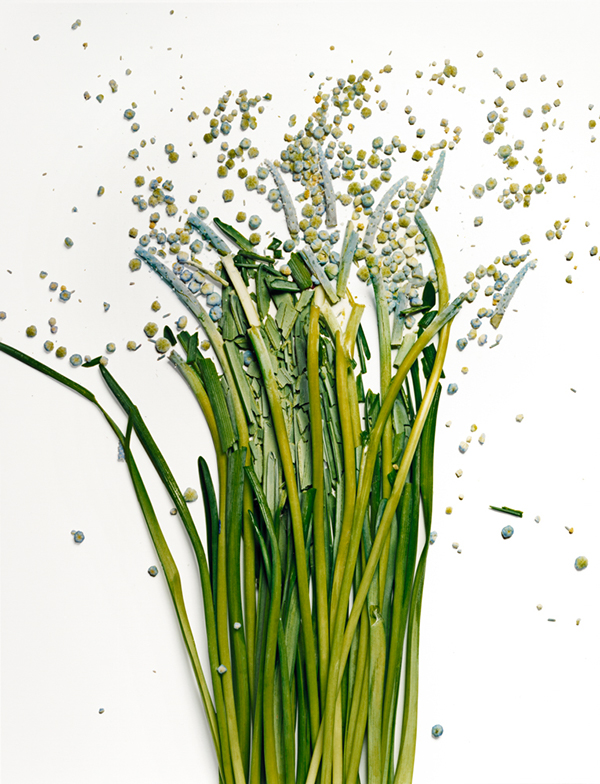 Des fleurs cassées à l'azote liquide fleurs casses a l azote liquide 10 Frozen Flowers fleurs-casses-a-l-azote-liquide-10