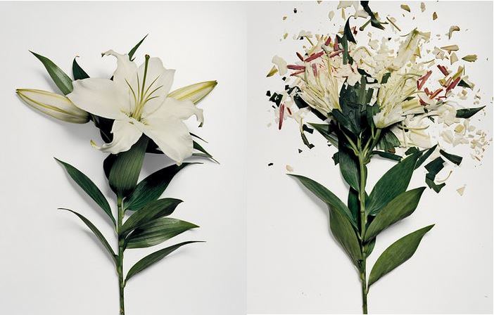 Des fleurs cassées à l'azote liquide fleurs casses a l azote liquide 3 fleurs-casses-a-l-azote-liquide-3