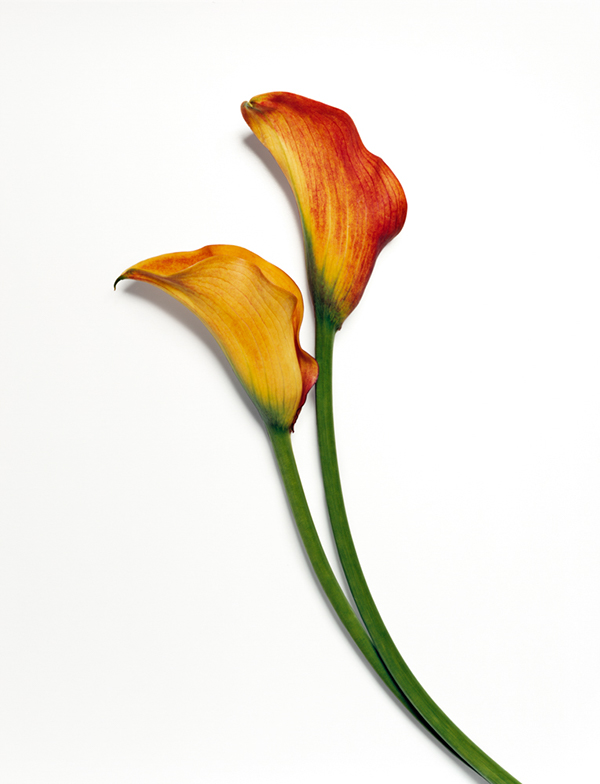 Des fleurs cassées à l'azote liquide fleurs casses a l azote liquide 5 Frozen Flowers fleurs-casses-a-l-azote-liquide-5