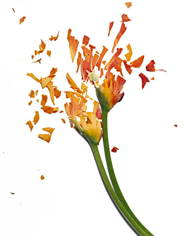 Des fleurs cassées à l'azote liquide fleurs casses a l azote liquide 6 Frozen Flowers fleurs-casses-a-l-azote-liquide-6