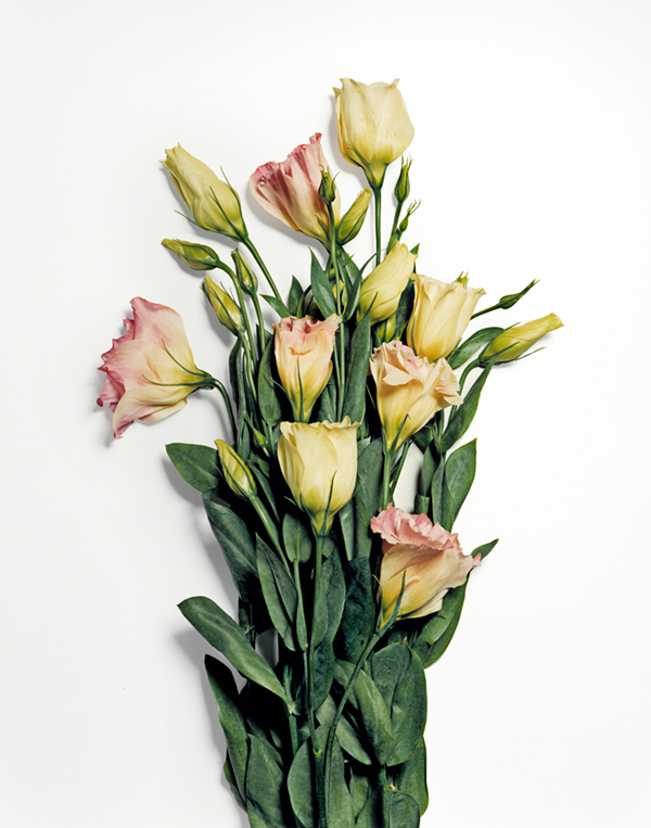 Des fleurs cassées à l'azote liquide fleurs casses a l azote liquide 7 Frozen Flowersfleurs-casses-a-l-azote-liquide-7