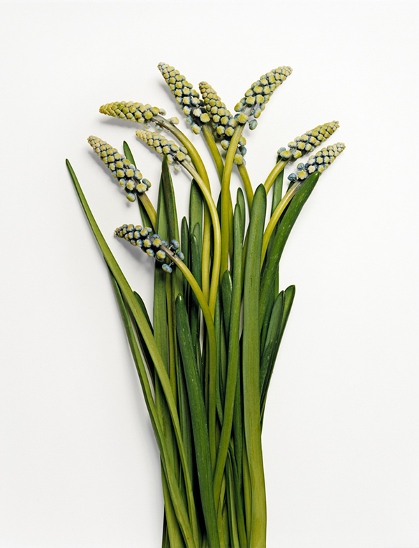 Des fleurs cassées à l'azote liquide fleurs casses a l azote liquide 9 Frozen Flowers fleurs-casses-a-l-azote-liquide-9