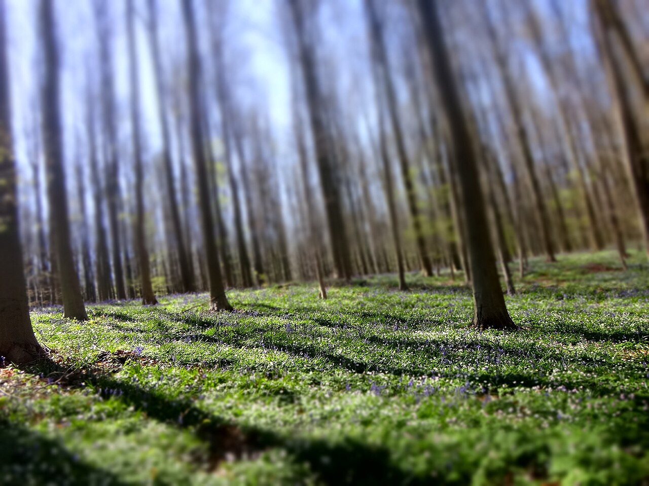 foret bleue hallerbos belgique printemps Forêt bleue de Hallerbos en Belgique pendant la floraison printanière