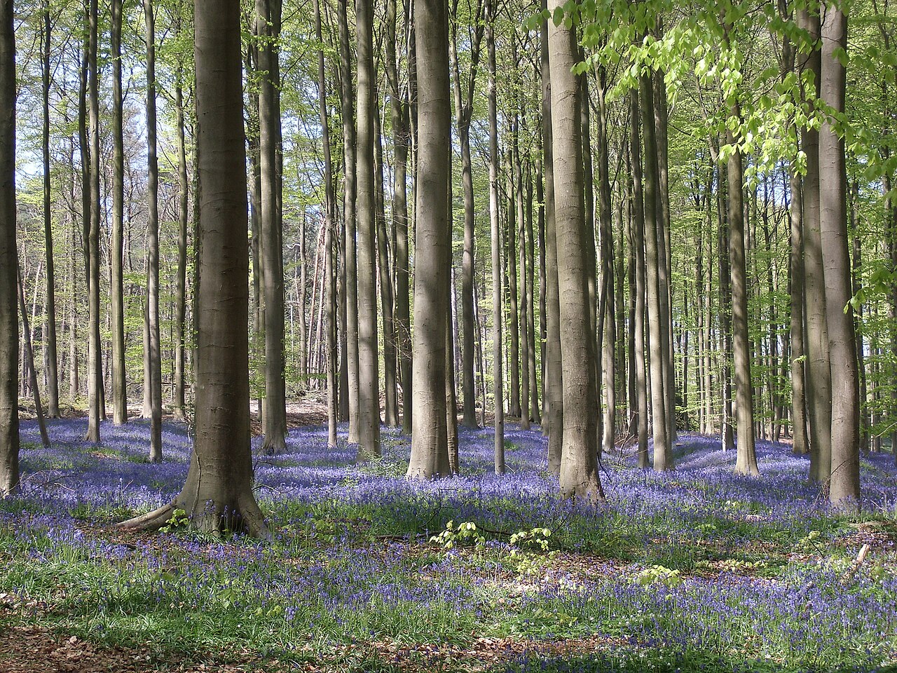hallerbos bois de hal belgique Forêt de Hallerbos près de Halle en Belgique au printemps