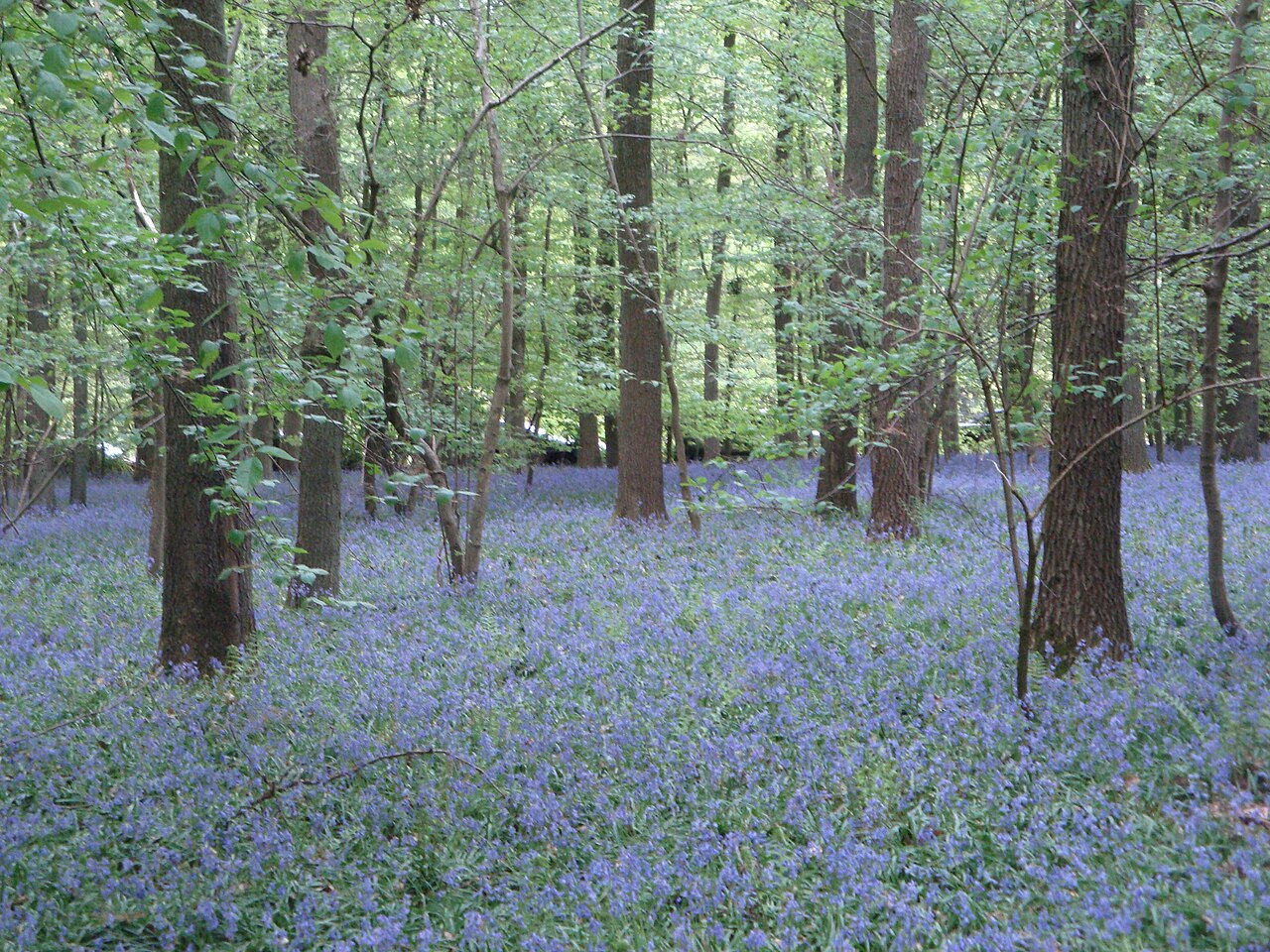 hallerbos foret bleue de belgique Hallerbos la forêt bleue de Belgique couverte de jacinthes des bois