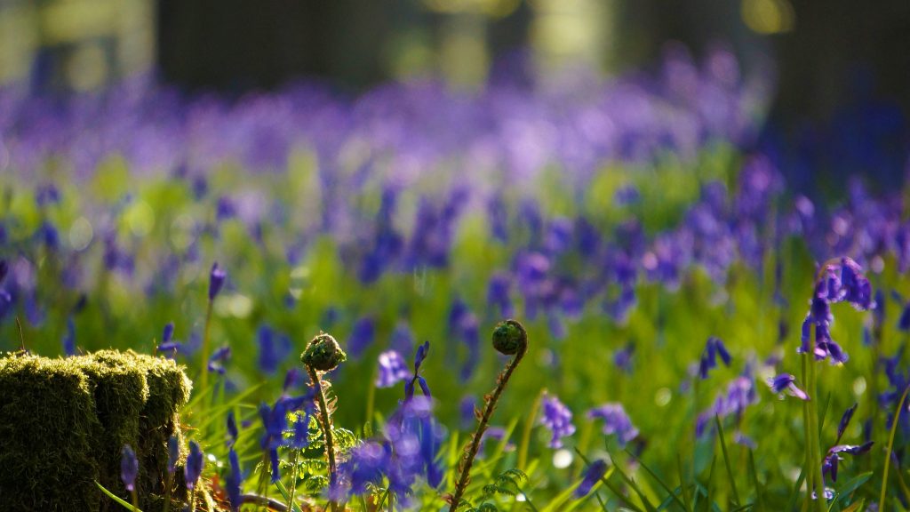Hallerbos la forêt bleue hallerbos la foret bleue 11 hallerbos-la-foret-bleue-11