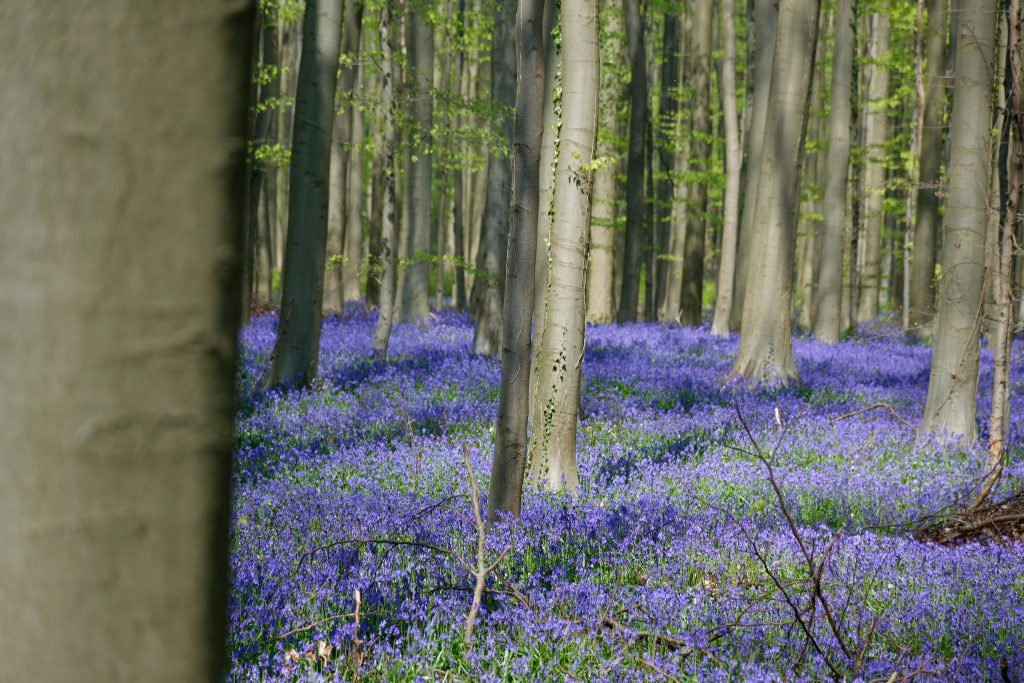 Hallerbos la forêt bleue hallerbos la foret bleue 12 hallerbos-la-foret-bleue-12