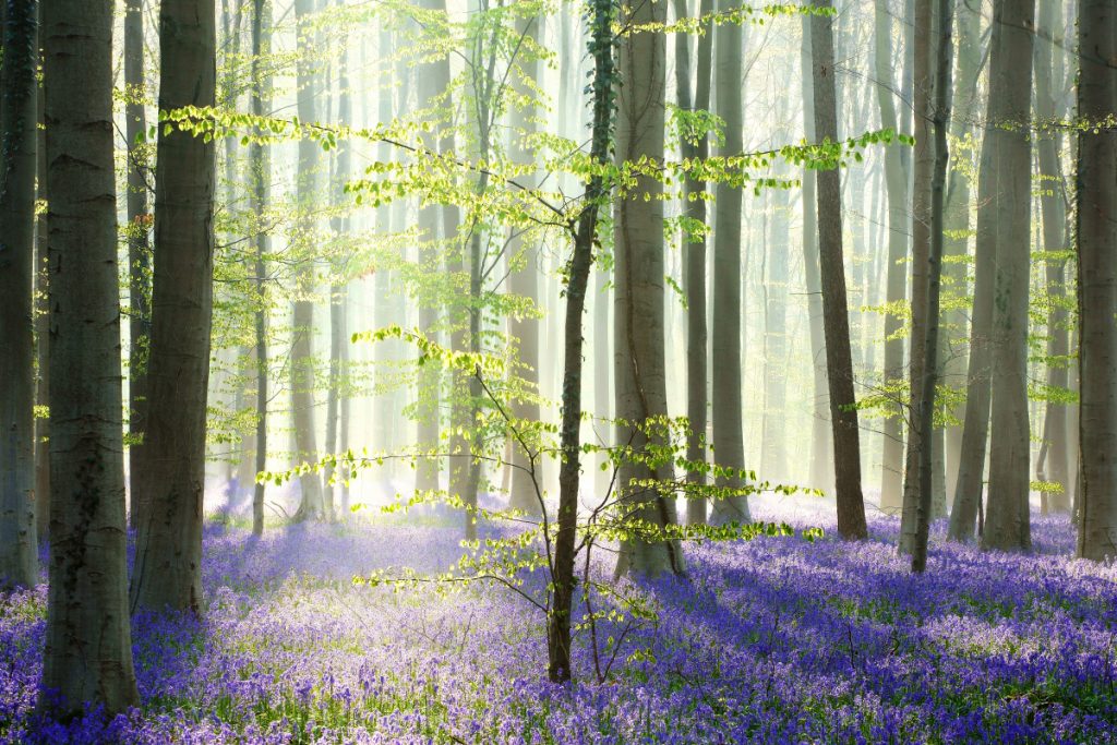 Hallerbos la forêt bleue hallerbos la foret bleue 2 hallerbos-la-foret-bleue-2