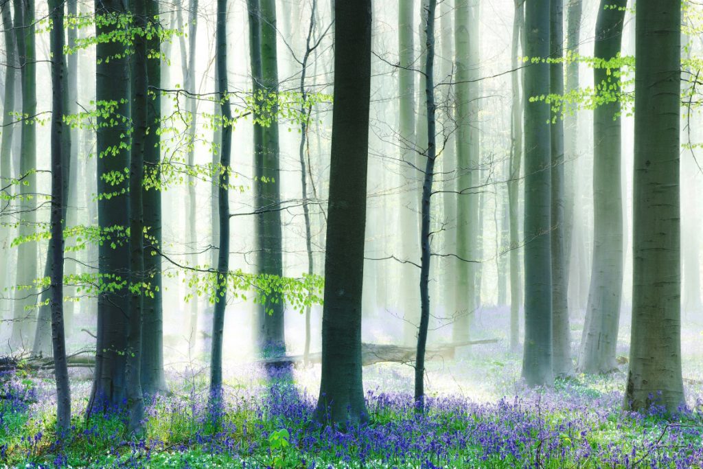 Hallerbos la forêt bleue hallerbos la foret bleue 3 hallerbos-la-foret-bleue-3