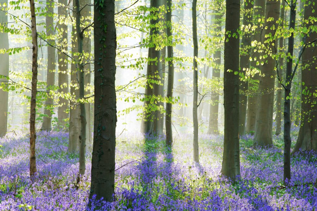 Hallerbos la forêt bleue hallerbos la foret bleue 4 hallerbos-la-foret-bleue-4