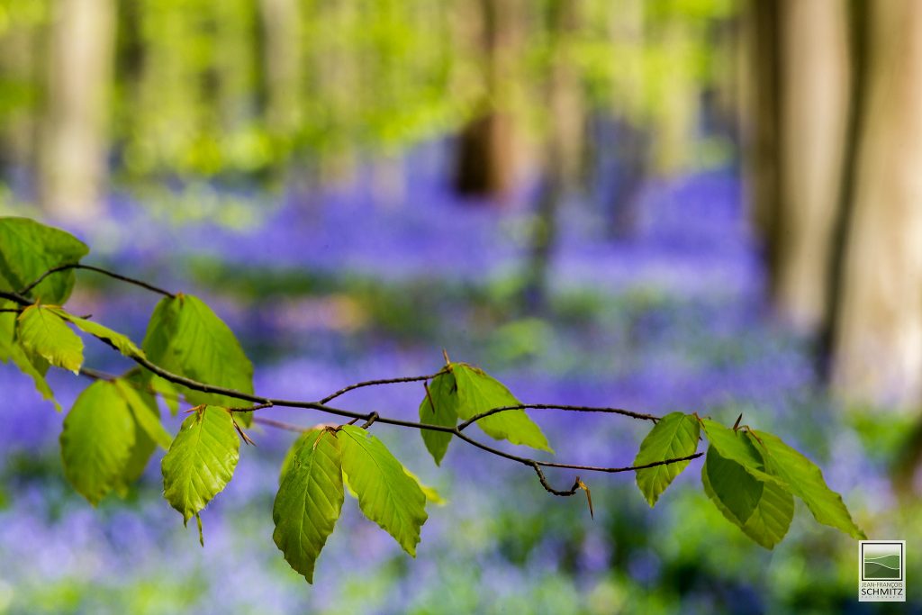 Hallerbos la forêt bleue hallerbos la foret bleue 8 hallerbos-la-foret-bleue-8