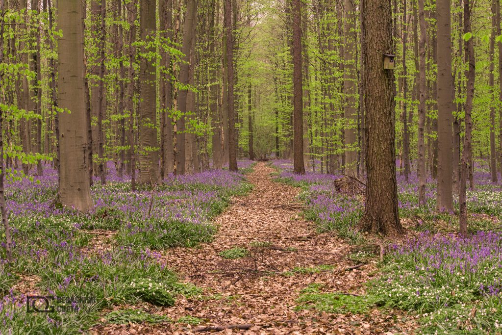 Hallerbos la forêt bleue hallerbos la foret bleue 9 hallerbos-la-foret-bleue-9